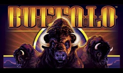 play buffalo casino game on line
