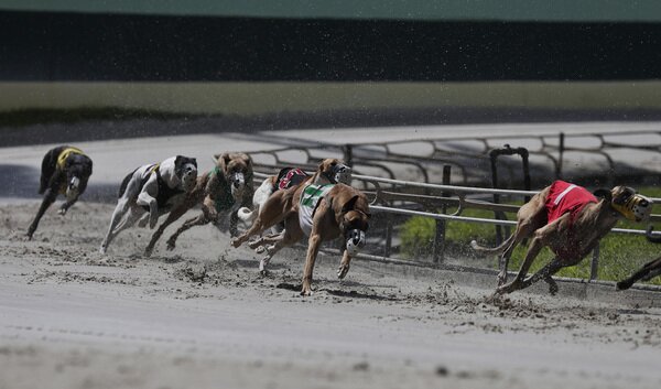 Dog Racing